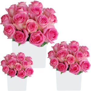 pink roses