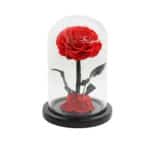 Everlasting Rose - Red